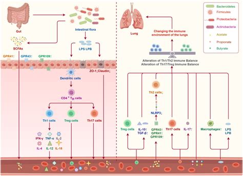 Frontiers Traditional Chinese Medicine To Improve Immune Imbalance Of