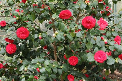 Como plantar camélias em um vaso PlantaSonya O seu blog sobre