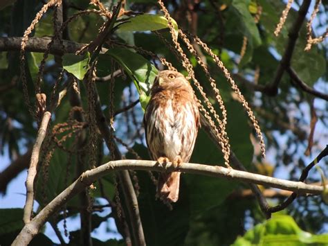 Foto Cabur Glaucidium Brasilianum Por Ana Cec Lia Louren O Wiki