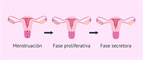 Ciclo Menstrual Y Sus Fases