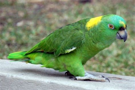 Yellow Naped Amazon Parrots For Sale Online - Live Parrots