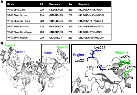 Pi P Binding Sites In The Ebola Virus Matrix Protein Vp Modulate