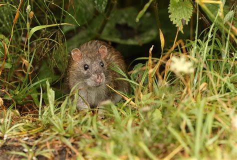 Der Schwarze Tod Der Ursprung Der Pest Pandemie Liegt Offenbar In