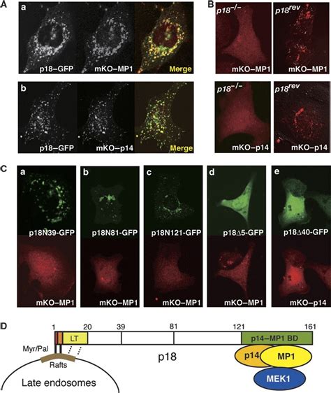 Interaction Between P18 And The P14mp1 Complex A Colocalization Of