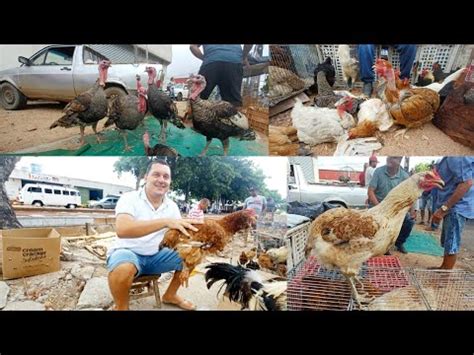 A FEIRA DAS GALINHAS DE SEGUNDA FEIRA BASTANTE AVES EM