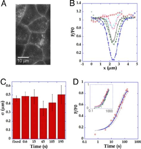 Two Photon Frap Experiments At Mature Adherens Junctions Of