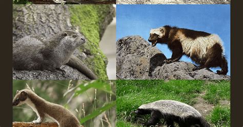 FAMILY MUSTELIDAE