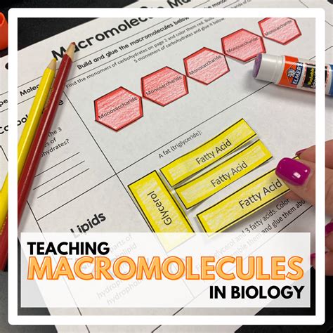 Teaching Macromolecules In Biology ⋆ The Trendy Science Teacher