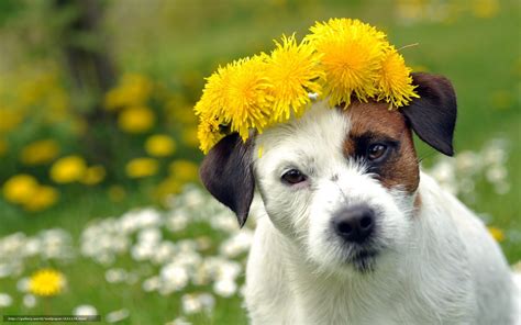 🔥 [50+] Puppies in Flowers Computer Wallpapers | WallpaperSafari