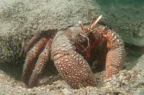 Giant Hermit Crab Photo 027725 Matthew Meier Photography