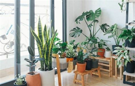 National Houseplant Appreciation Day 2023 What Are The Benefits Of