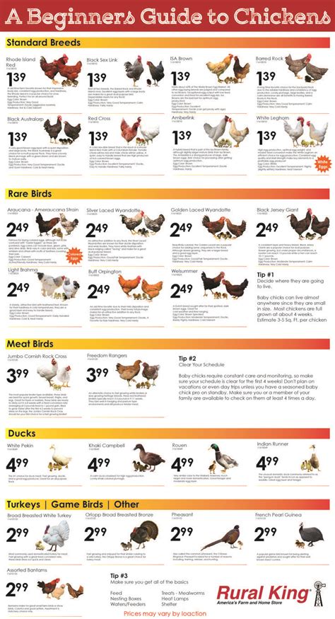 Chicken Chart Barred Ricks And Rhode Island Reds Seem The Best For Our Purposes Raising