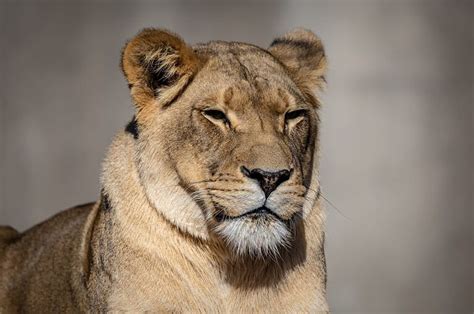 Discover the 10 Reasons Why Lions Roar - A-Z Animals