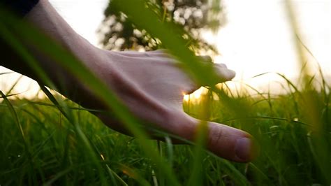 Slow Motion Of Hand Tenderly Touching Grass Stock Footage SBV 348860337