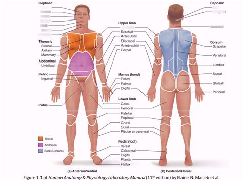 Upper Region Of Body Diagram Quizlet