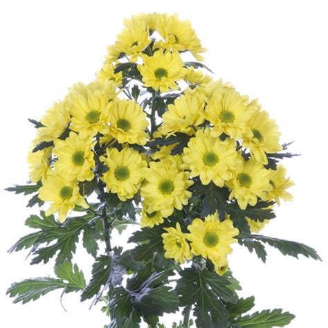 Yellow Daisy Spray Mums Florabundance Wholesale Flowers