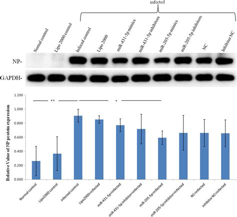 MiR2055p Inhibited NP Protein Expression In Influenza A Virus MLE12