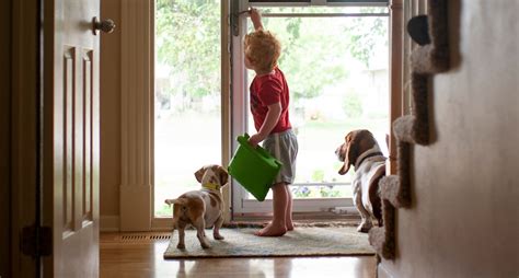 cesar millan how to calm a dog