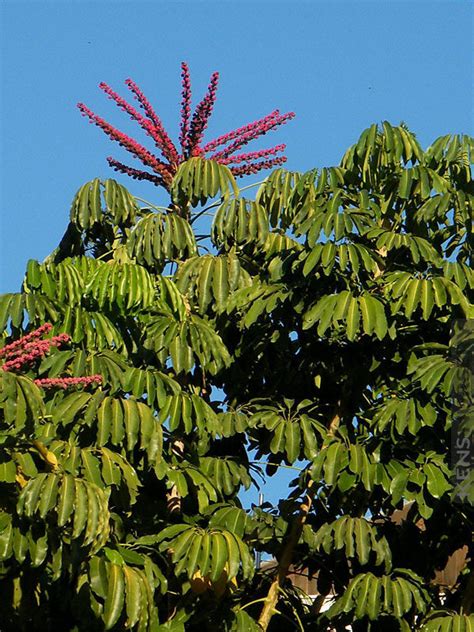 Hawaiian Umbrella Tree Schefflera Actinophylla Kens Nursery