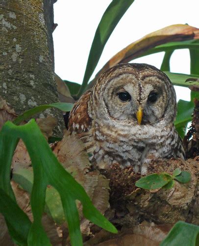 Barred Owl 2 Barred Owl Strix Varia Nesting In A Huge St Flickr