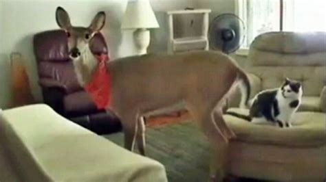 Video Michigan Family Wins Battle to Keep Pet Deer - ABC News