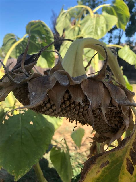 How To Harvest And Roast Sunflower Seeds Artofit