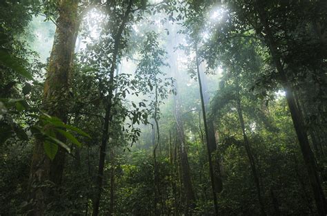 Tropical Dry Forest Biome Climate