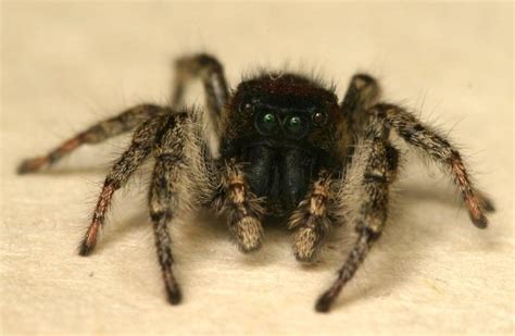 Red and Black Jumping Spider | The Backyard Arthropod Project