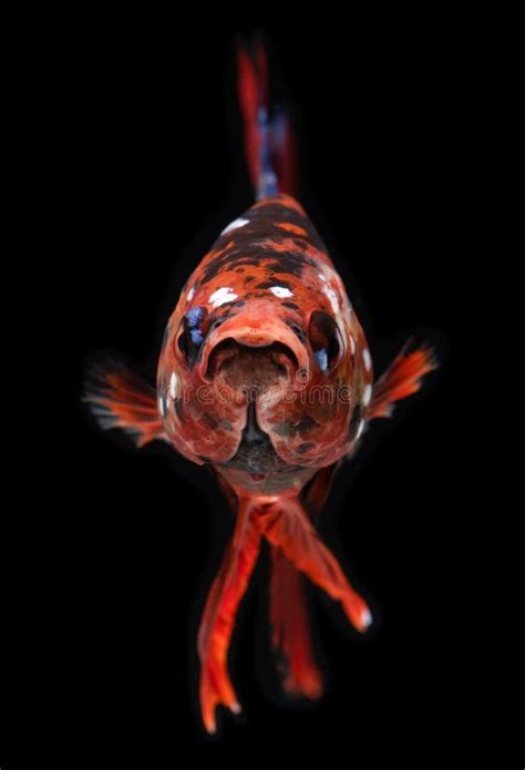 Fancy Koi Galaxy Betta Fish Photo Stock Image Du Galaxie Exotique