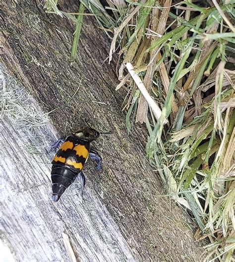 Tomentose Burying Beetle A Fascinating Insect