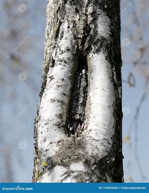 Bark Of The Birch Tree With The Shape Like A Vagina Stock Photo Image