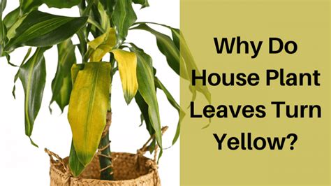 Why Do House Plant Leaves Turn Yellow [7 Reasons And Fixes]