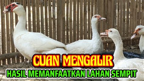 Hasilkan Cuan Dari Lahan Sempit Depan Rumah Youtube