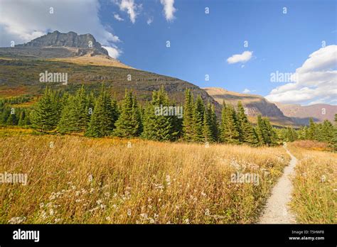 Mountain Meadow On A Sunny Fall Day In The Swiftcurrent Valley Of