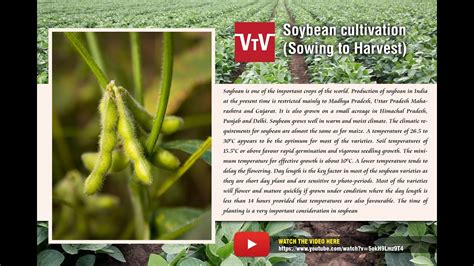 Soybean Cultivation Youtube