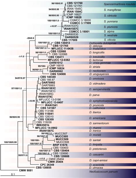 Phylogram Generated From Maximum Likelihood Analysis Based On