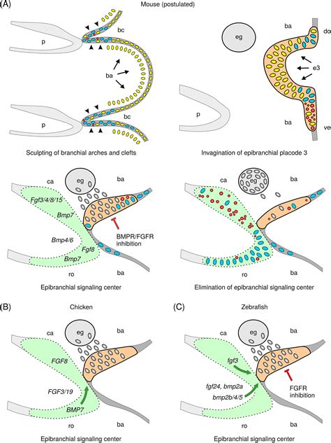 Patterns Of Senescence And Apoptosis During Development Of Branchial