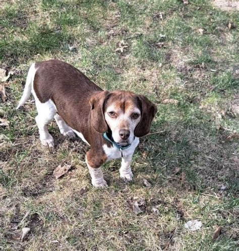 Dog For Adoption Bailey And Scout A Basset Hound And Beagle Mix In