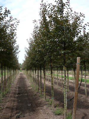 Vivaio Piante Alto Fusto Alberi Ad Alto Fusto Ornamentali