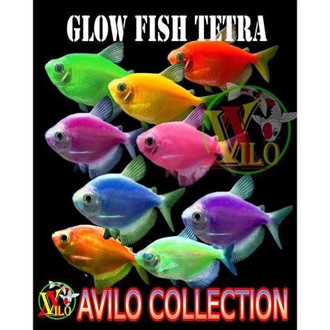 Jual Ikan Hias Aquascape Tetra Warna Rainbow Fish Gerombolan Glow