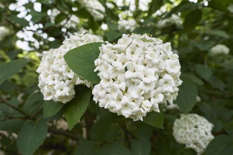 "Viburnum Carlesii" Images – Browse 216 Stock Photos, Vectors, and ...