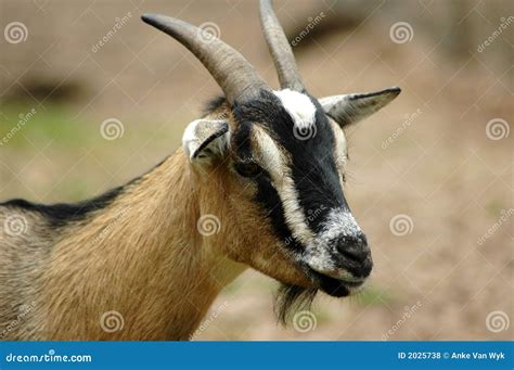 Goat Head Portrait Royalty Free Stock Photos Image 2025738