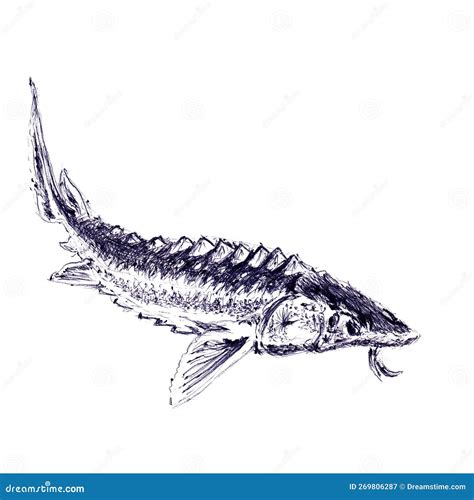 Sturgeon Hand Drawn Vector Illustration Abstract Beluga Fish Sketch