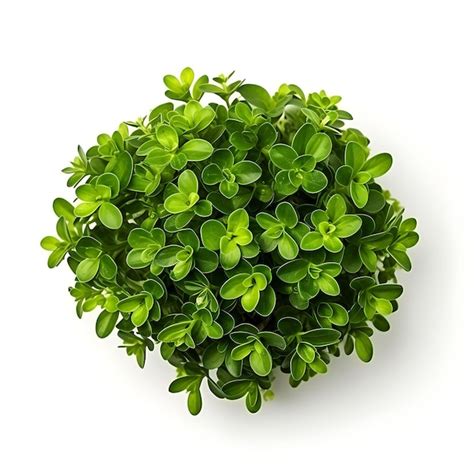 Premium Ai Image Staurogyne Repens Compact Plant With Small Round