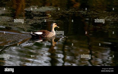 Indian Spot Billed Duck Stock Photo Alamy