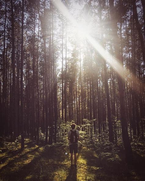 The Magic Of The Forest In Sobieszewo Island This Is Gdansk