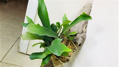 Staghorn Fern Epiphyte Orchid Mounting Tutorial Youtube