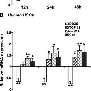 Tgf Sma And I Collagen Mrna Expression Is Increased After Ddx