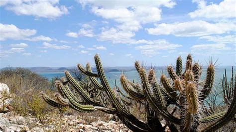 Governo Anuncia Cria O De Unidades De Conserva O Na Caatinga