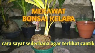 Bonsai Kelapa Cantik Aneka Ragam Bentuk Bonsai